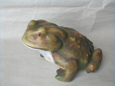 Žába ropucha malá-P